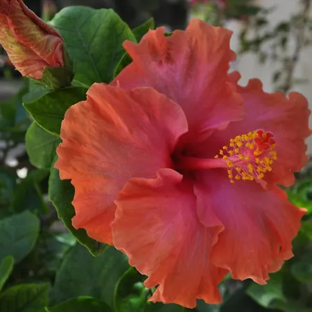 Villa Hibisco *
