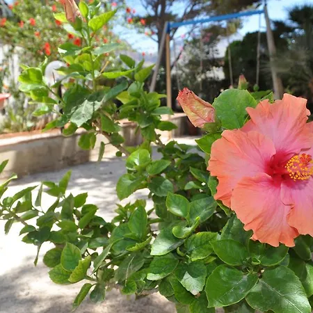 Hibisco *
